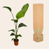 2x Strelitzia Nicolai - 100 cm - Ø17-Plant-Planten Magie