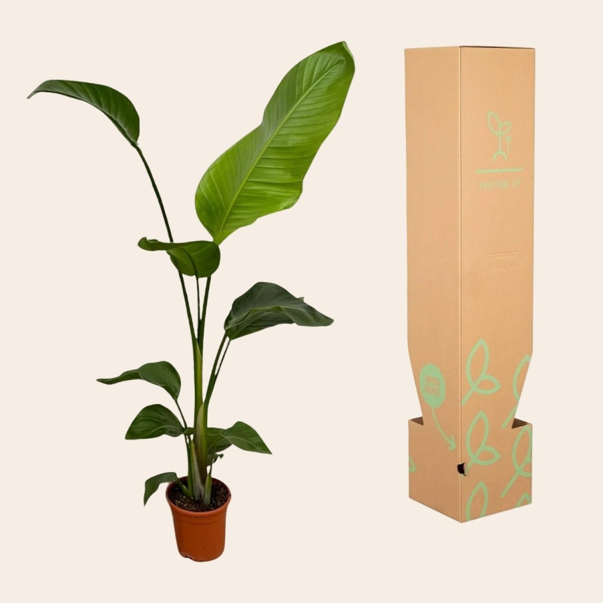 2x Strelitzia Nicolai - 100 cm - Ø17-Plant-Planten Magie