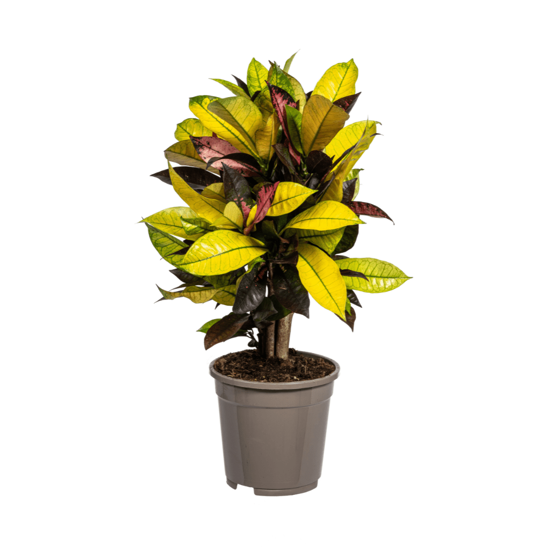 Codiaeum Croton Iceton 40–60 cm Ø17 cm - Plant - plantenmagie