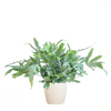 Phlebodium Aureum 'Blue Star' met Viber grijs - 40cm - Ø17