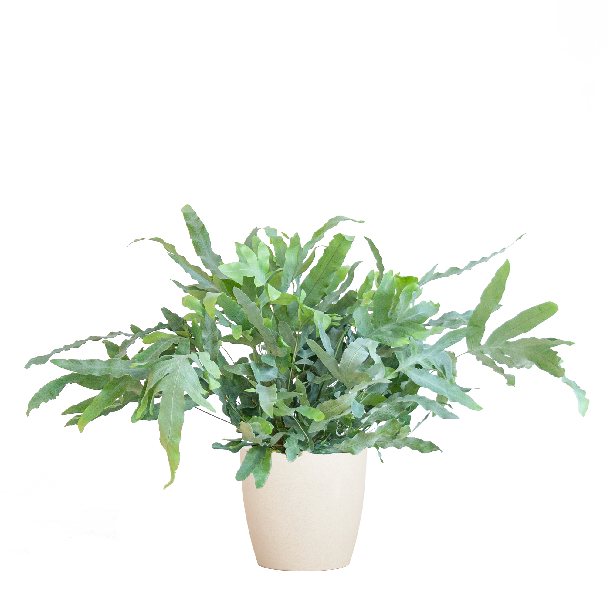 Phlebodium Aureum 'Blue Star' met Viber grijs - 40cm - Ø17