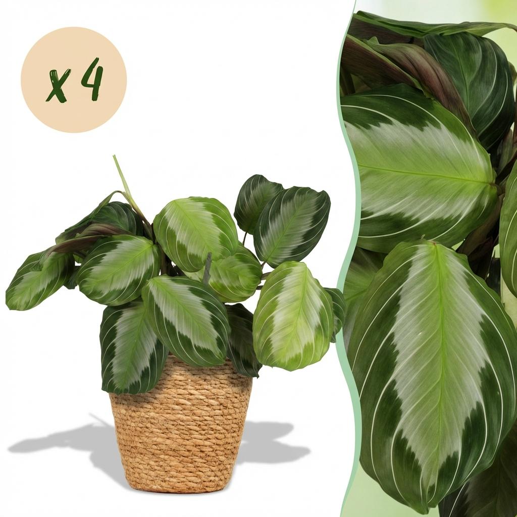 Maranta Fascinator Silverband gebedsplant 25 cm met witte pot 1, 2 of 4 stuks - Plant - plantenmagie