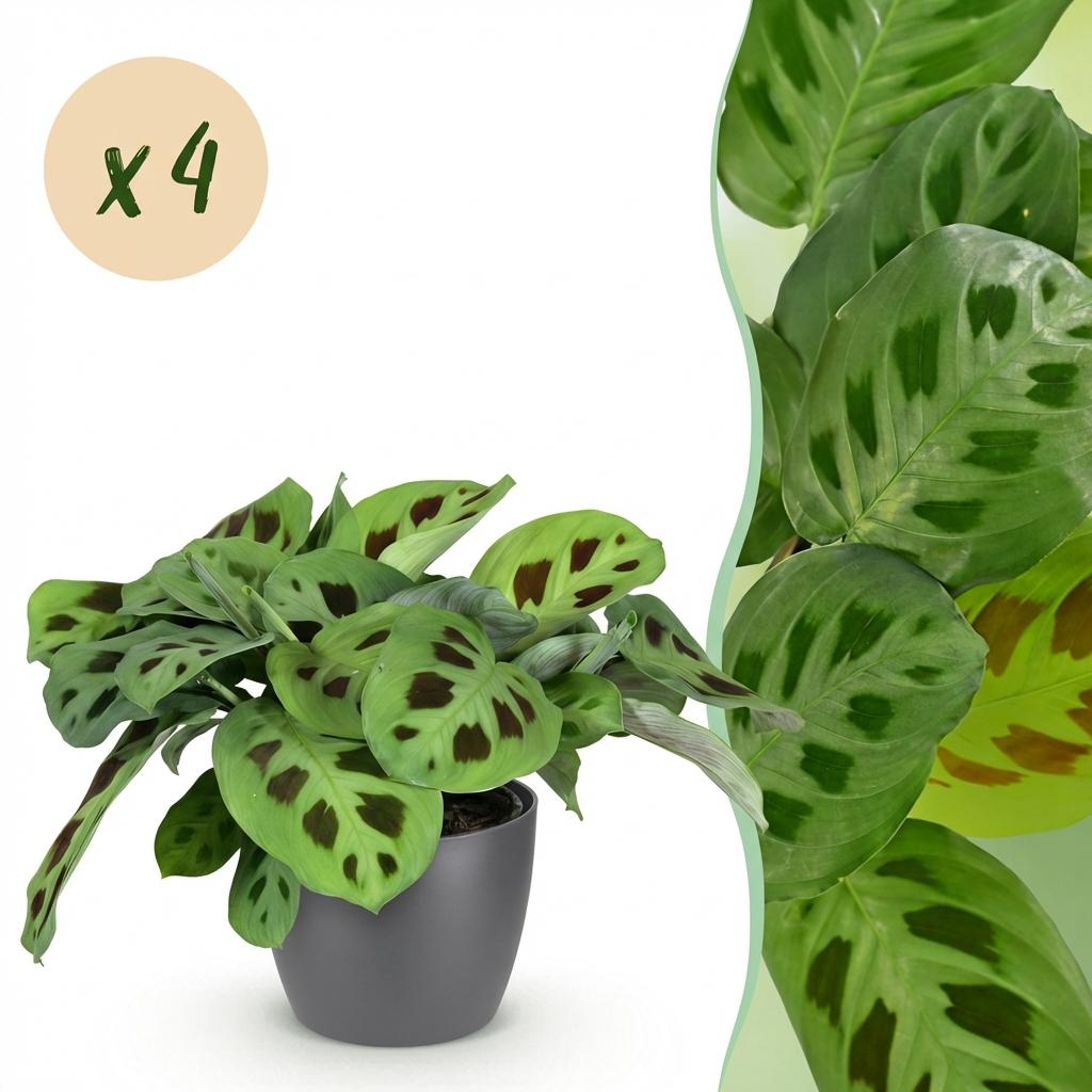 Maranta Fascinator Kerchoveana zebraplant 25 cm met grijze pot (1, 2 of 4 stuks) - Plant - plantenmagie