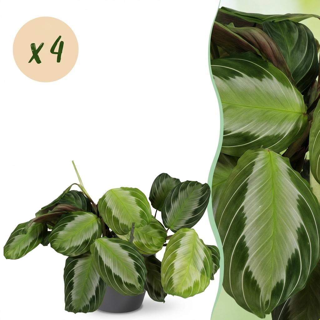 Maranta Fascinator Silverband gebedsplant 25 cm met witte pot 1, 2 of 4 stuks - Plant - plantenmagie