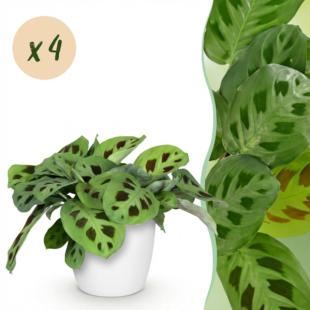 Maranta Fascinator Kerchoveana zebraplant 25 cm met witte pot - 1, 2 of 4 stuks - Plant - plantenmagie