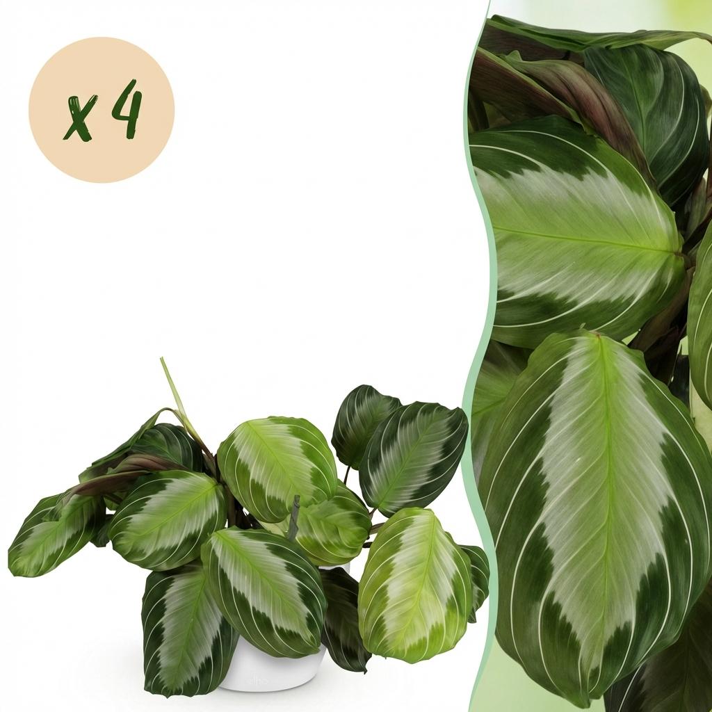 Maranta Fascinator Silverband gebedsplant 25 cm met witte pot 1, 2 of 4 stuks - Plant - plantenmagie