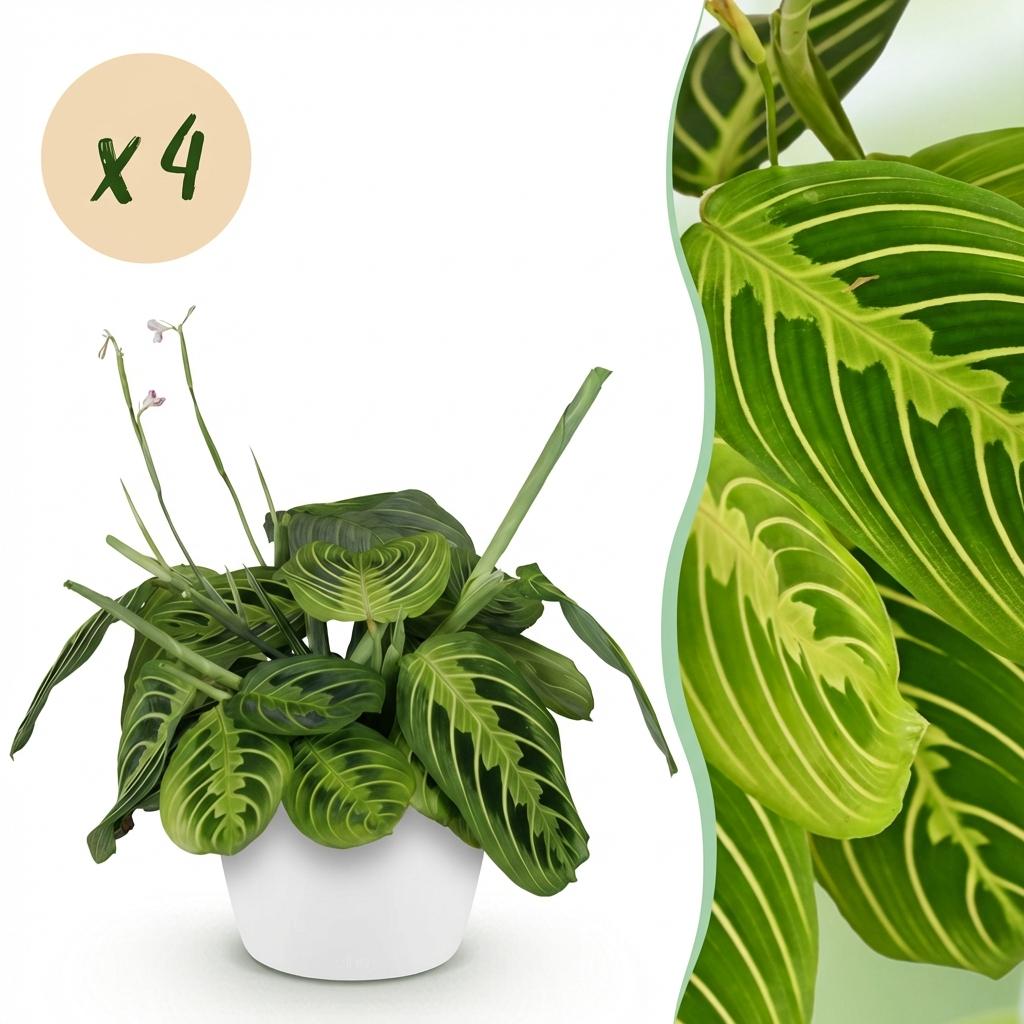 Maranta Fascinator Lemon Lime gebedsplant 25 cm met pot of mand - Plant - plantenmagie