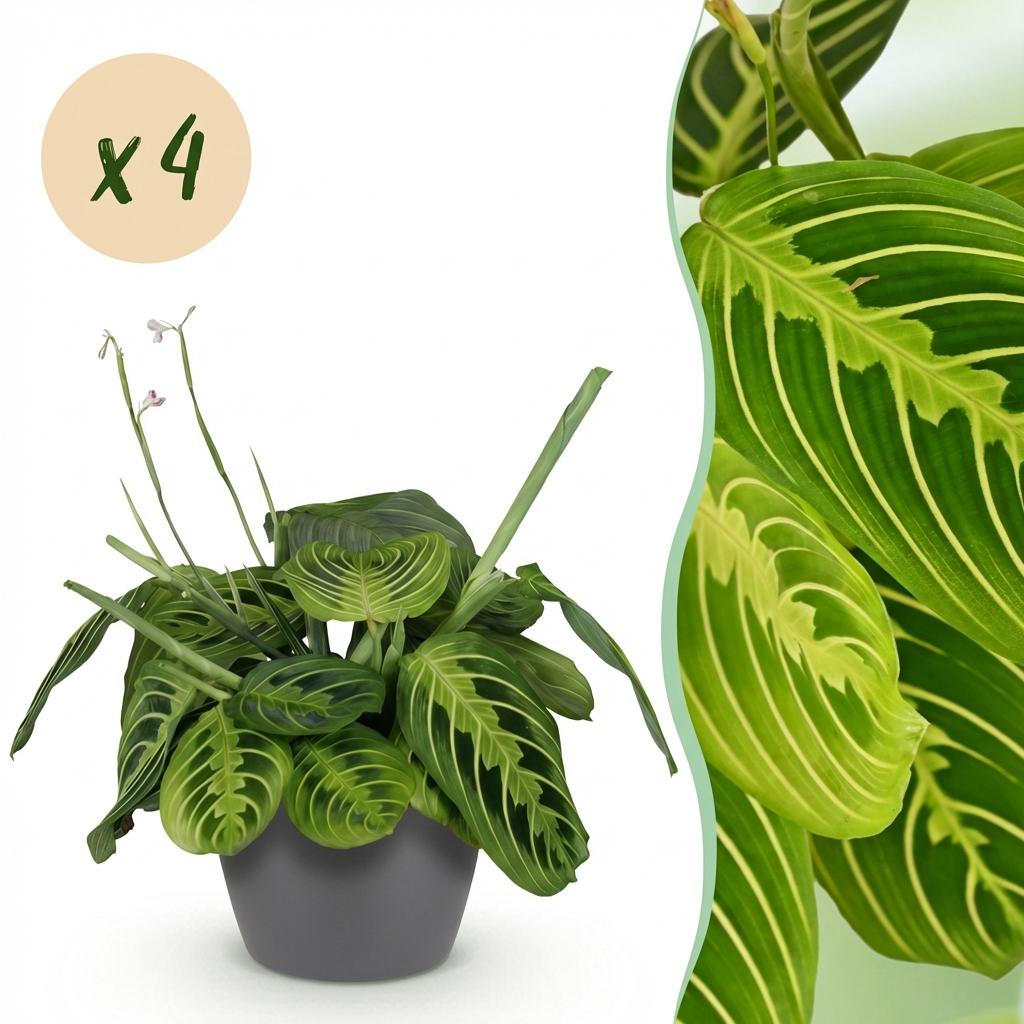 Maranta Fascinator Lemon Lime gebedsplant 25 cm met pot of mand - Plant - plantenmagie