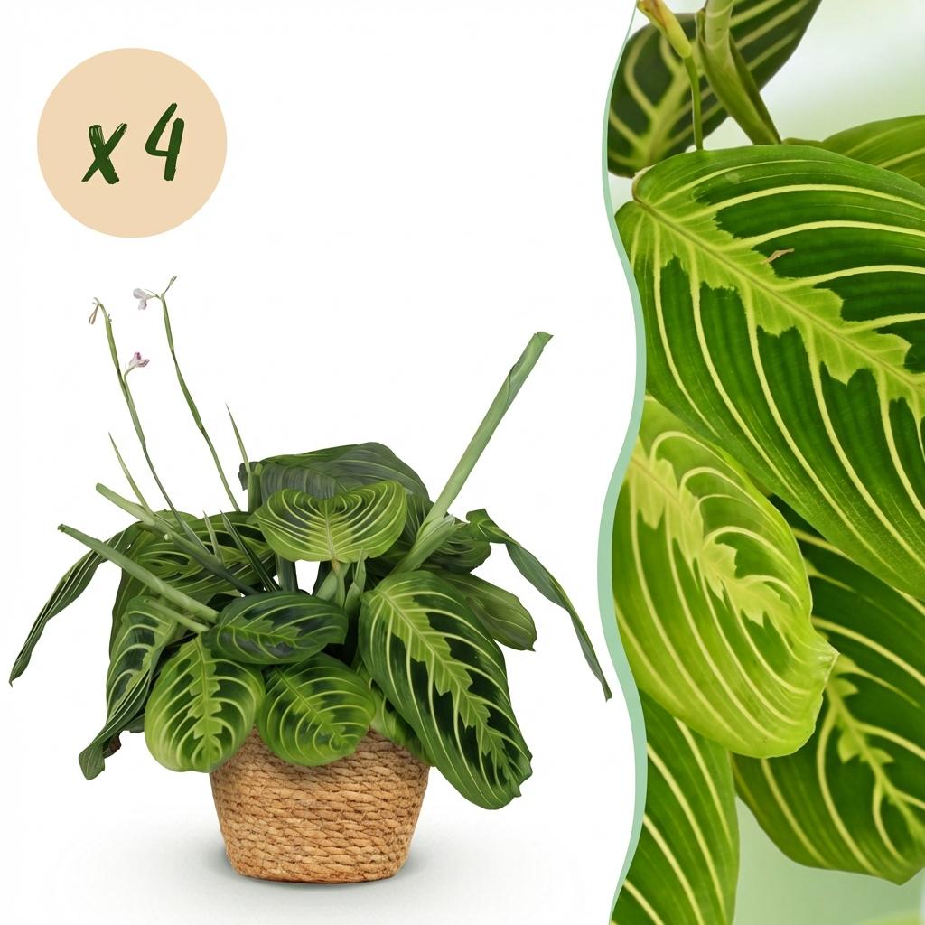 Maranta Fascinator Lemon Lime gebedsplant 25 cm met pot of mand - Plant - plantenmagie