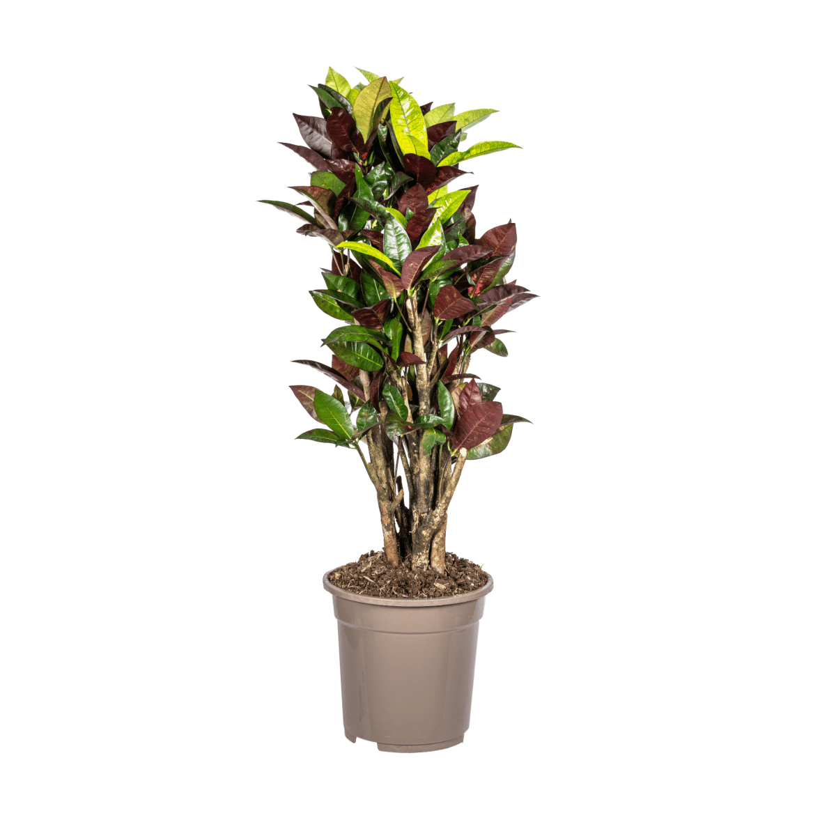 Codiaeum Croton Iceton 40–60 cm Ø17 cm - Plant - plantenmagie