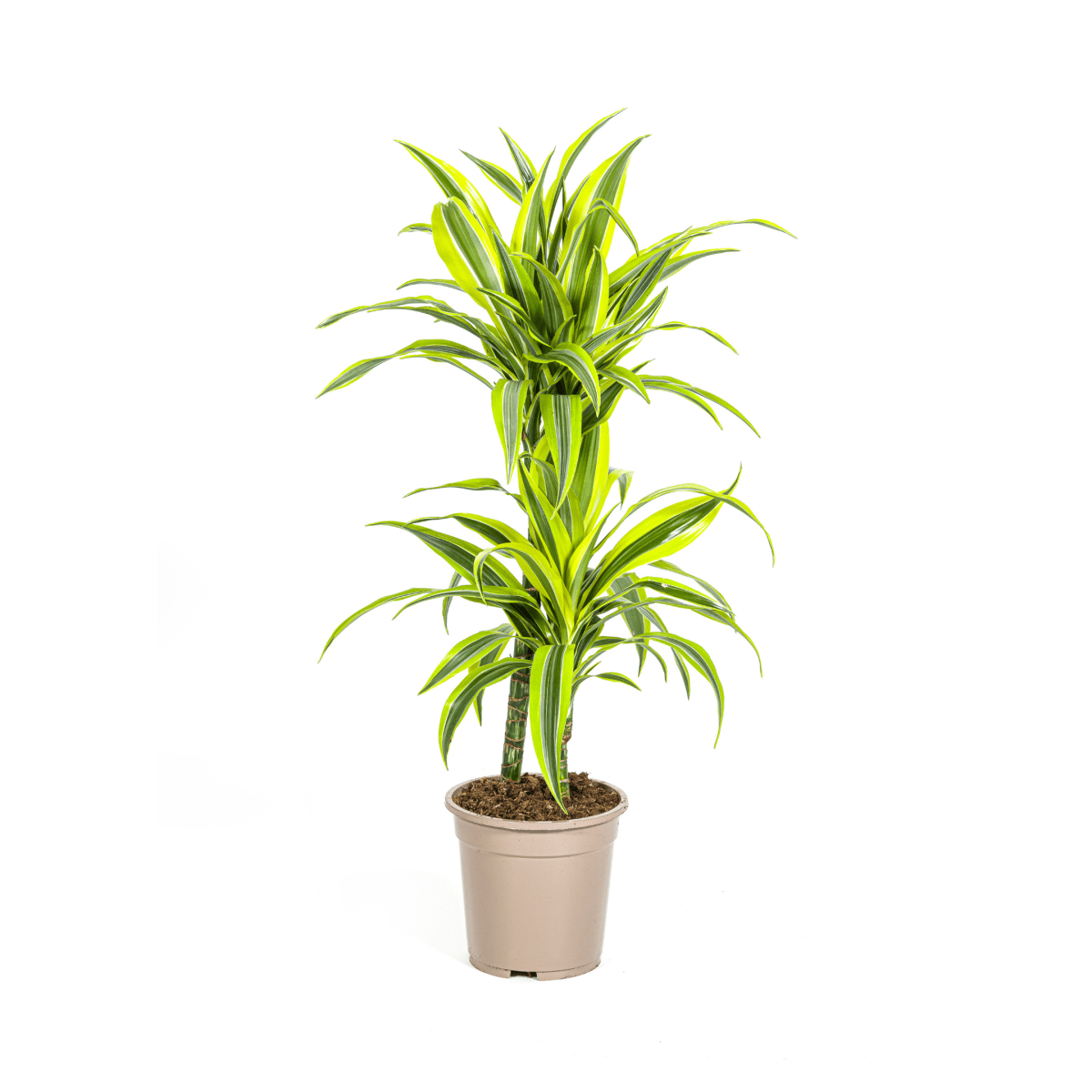 Dracaena Lemon Lime 70–90 cm Ø19 cm - Planten - plantenmagie