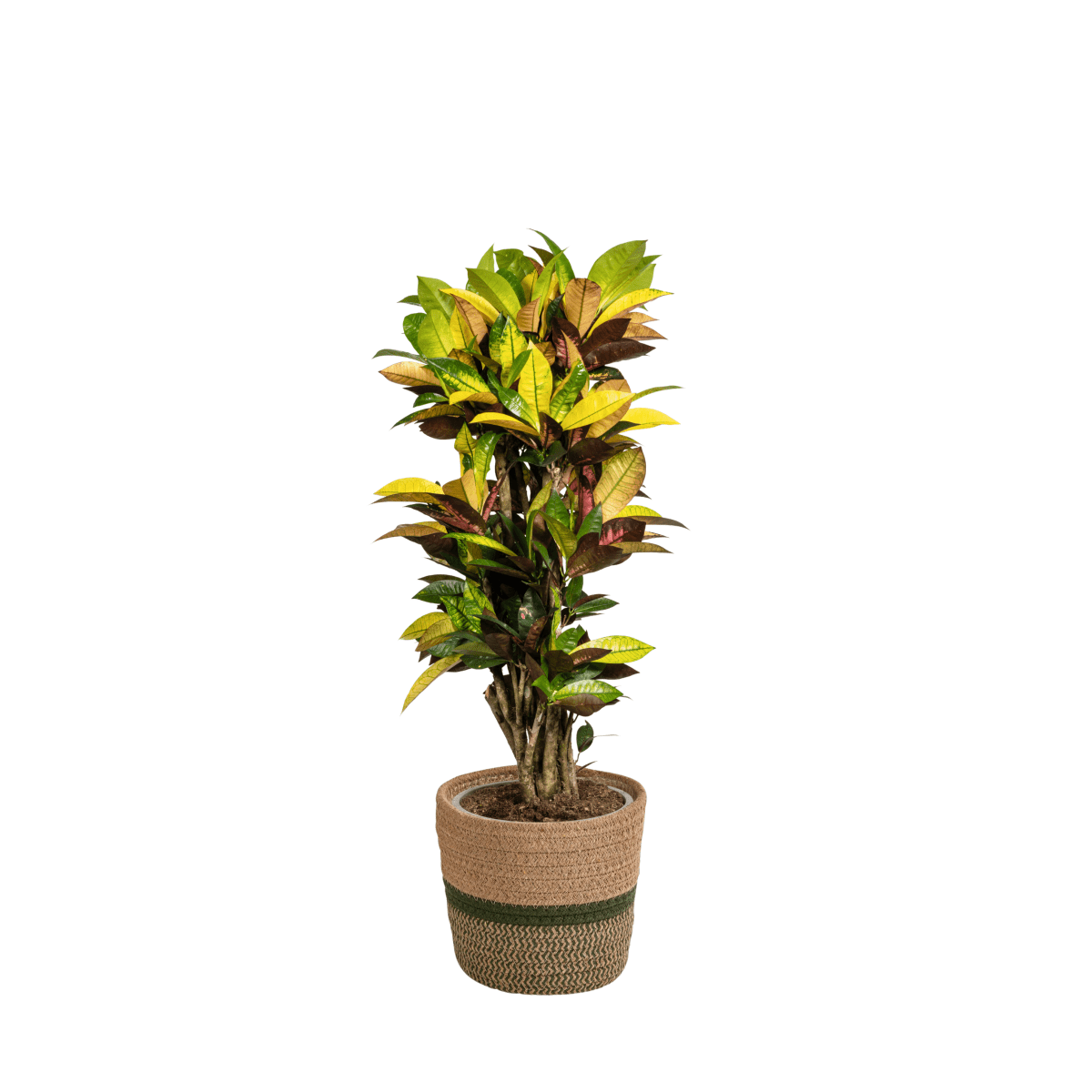 Codiaeum Croton Iceton 40–60 cm Ø17 cm - Plant - plantenmagie