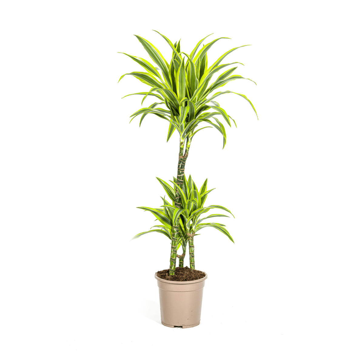 Dracaena Lemon Lime 70–90 cm Ø19 cm - Planten - plantenmagie