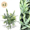 Blauwe varen (2 stuks) met witte pot - Plant - plantenmagie