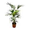 Close-up van de sierlijk gebogen donkergroene bladeren van de Kentia Palm