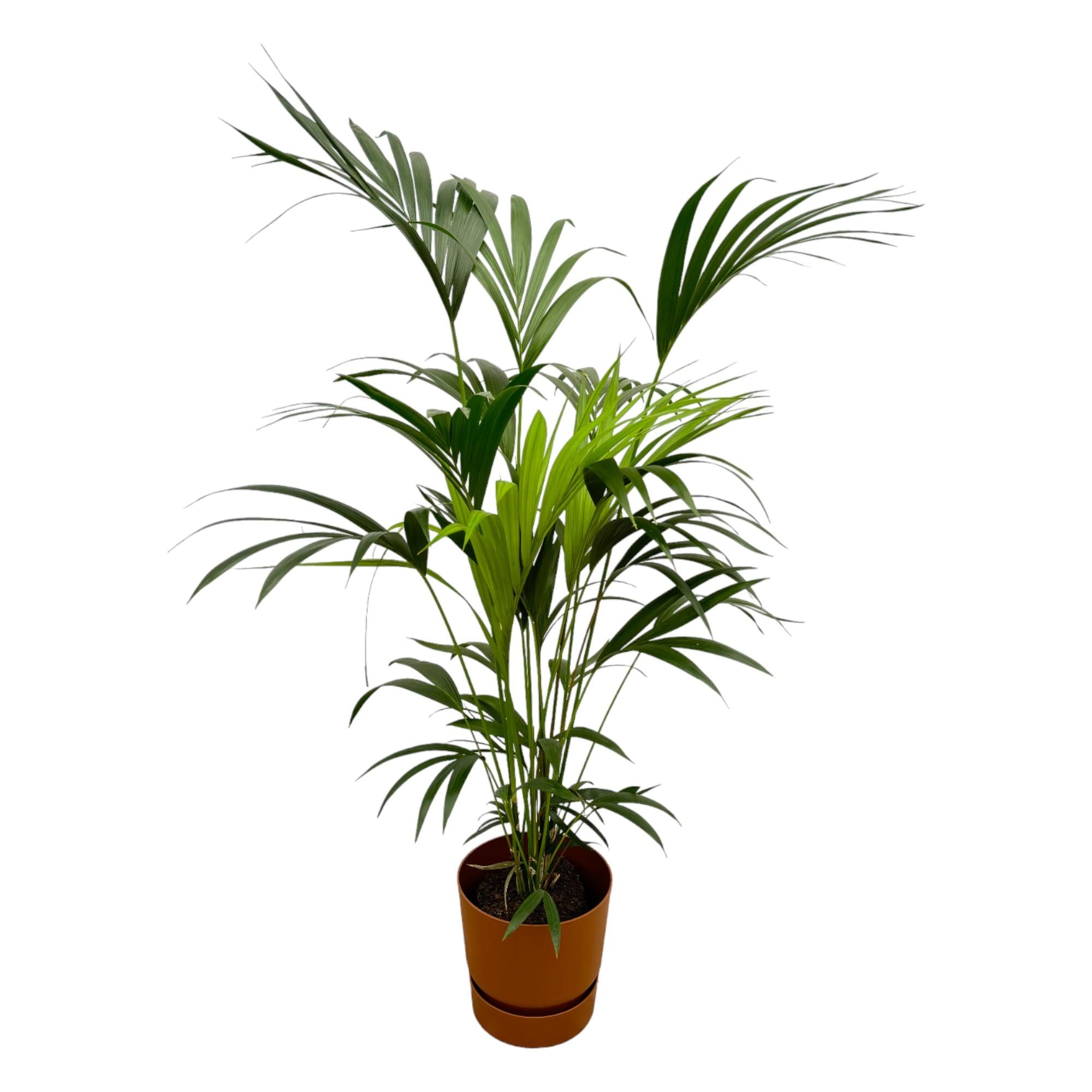Close-up van de sierlijk gebogen donkergroene bladeren van de Kentia Palm
