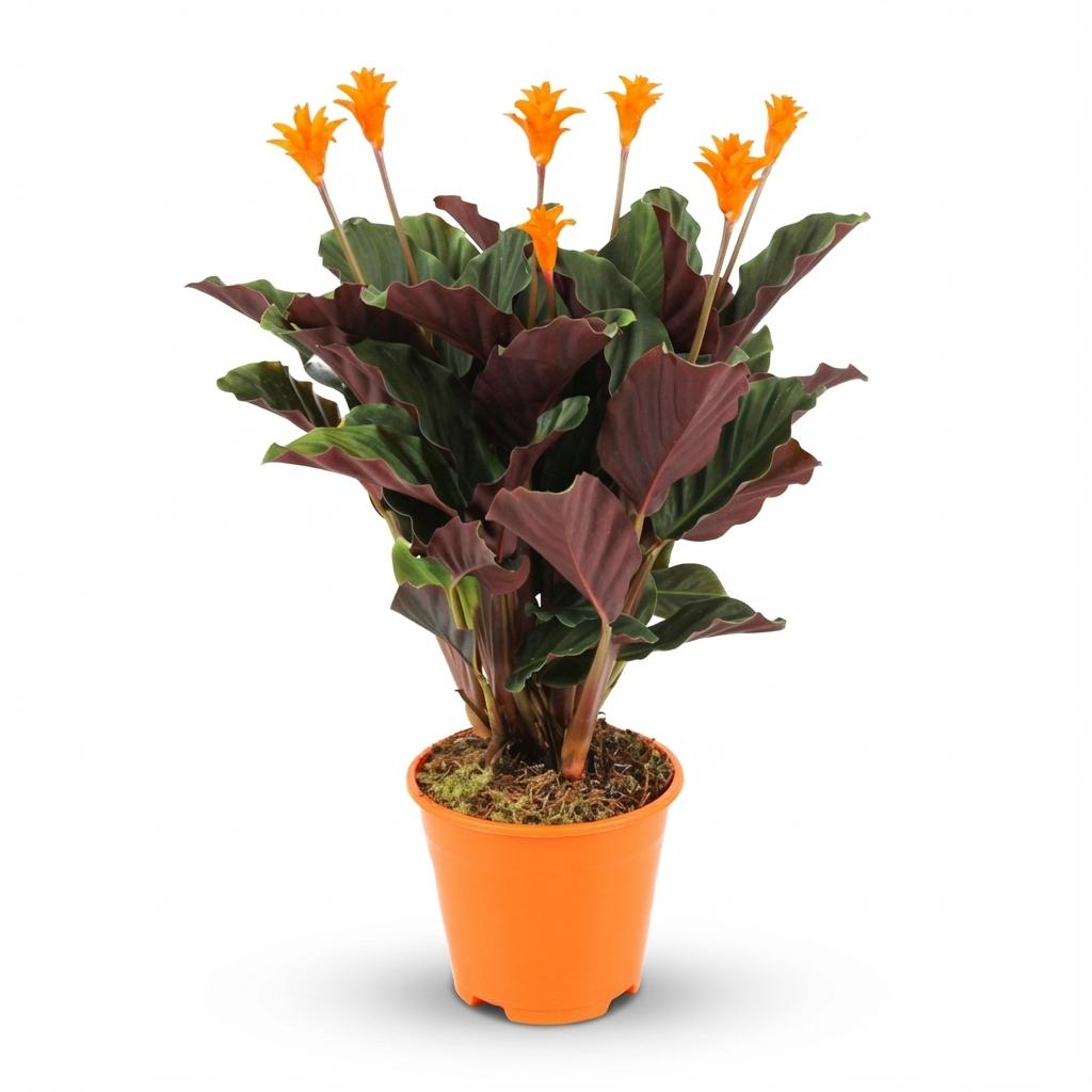 Calathea Crocata (2 stuks) 40–45 cm Ø14 cm - Plant - plantenmagie