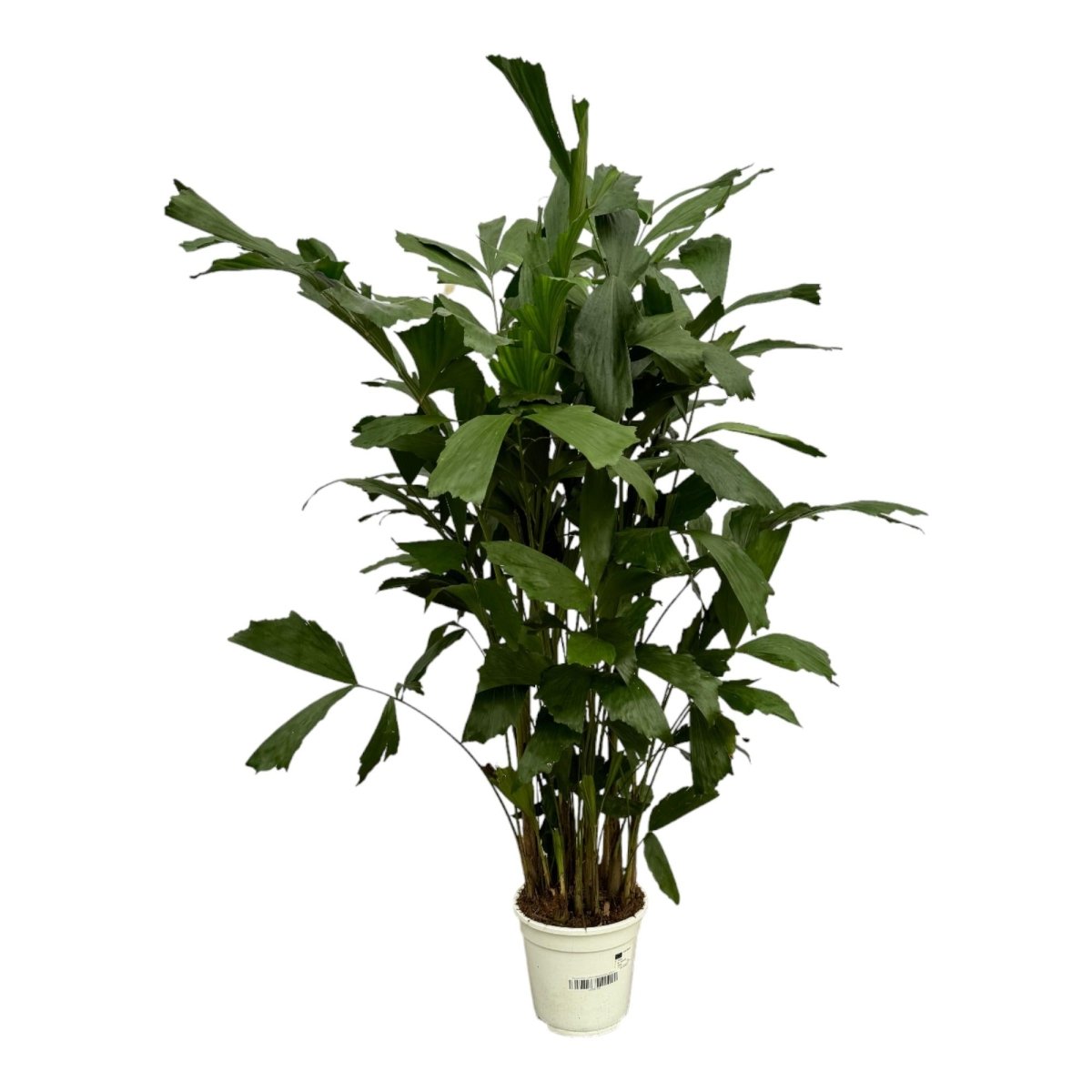 Caryota Mitis - 120 cm - Ø21cm - Planten - plantenmagie