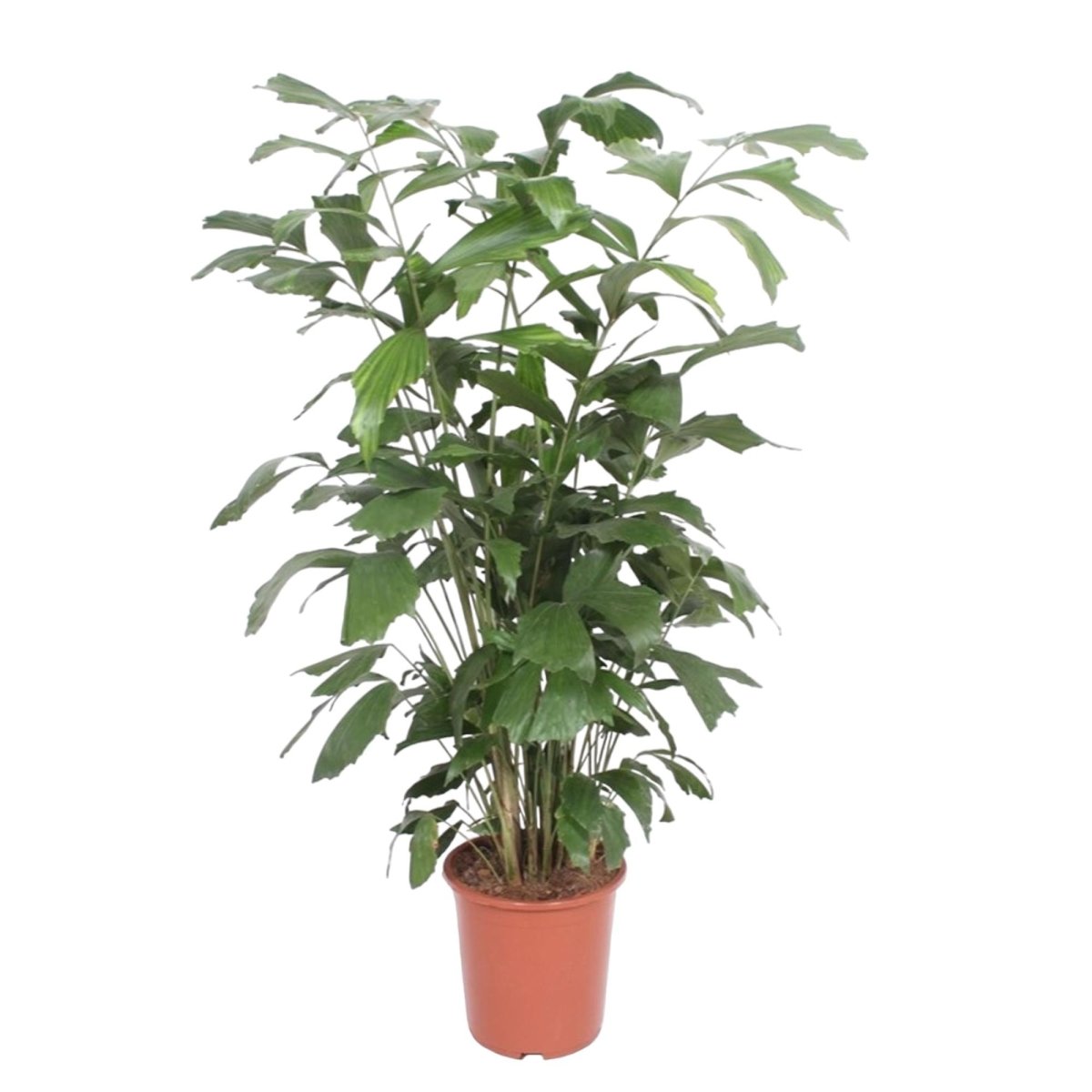 Caryota Mitis - 120 cm - Ø21cm - Planten - plantenmagie