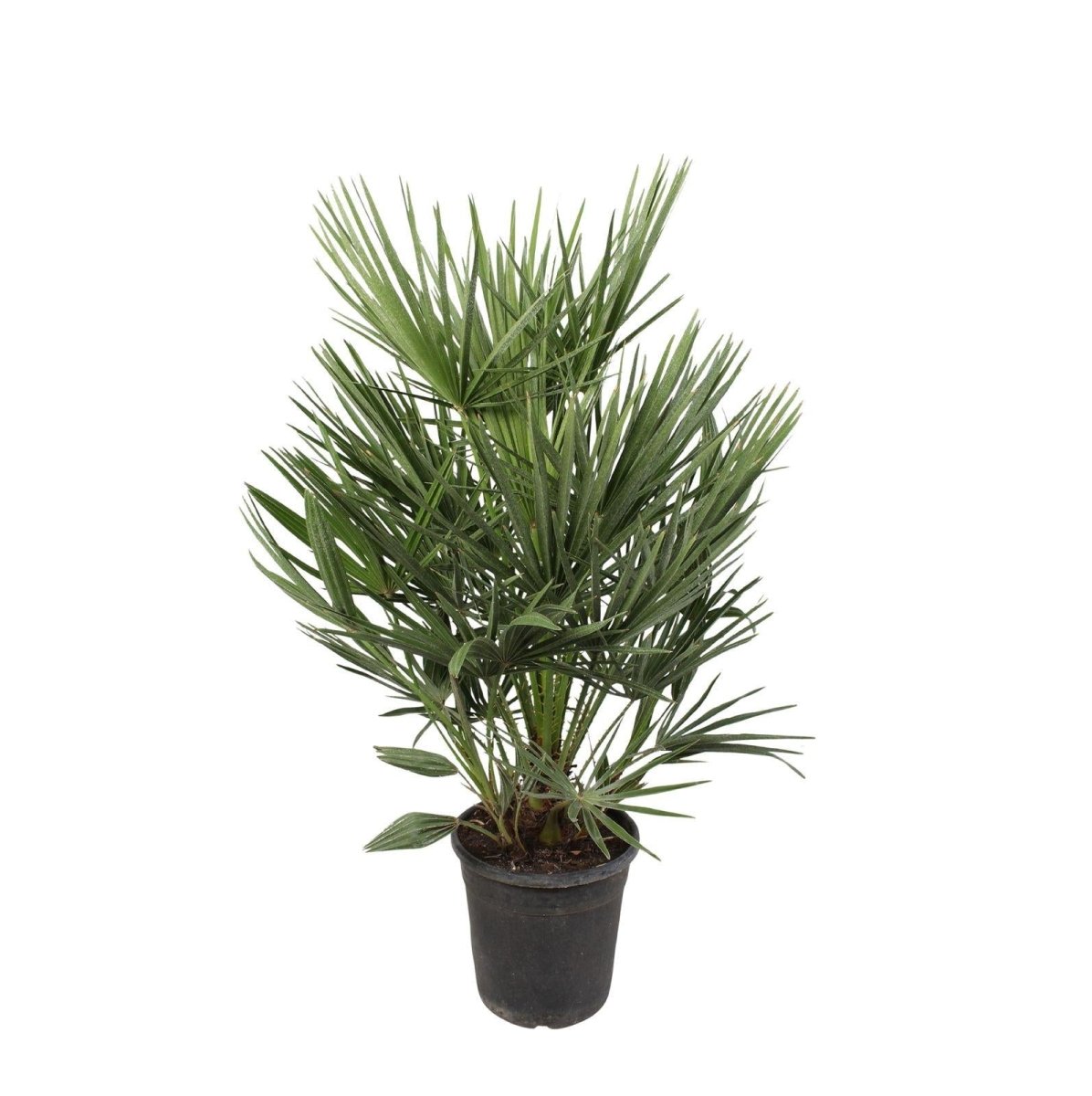 Chamaerops Humilis dwergpalm 100 cm Ø21 cm - Plant - plantenmagie