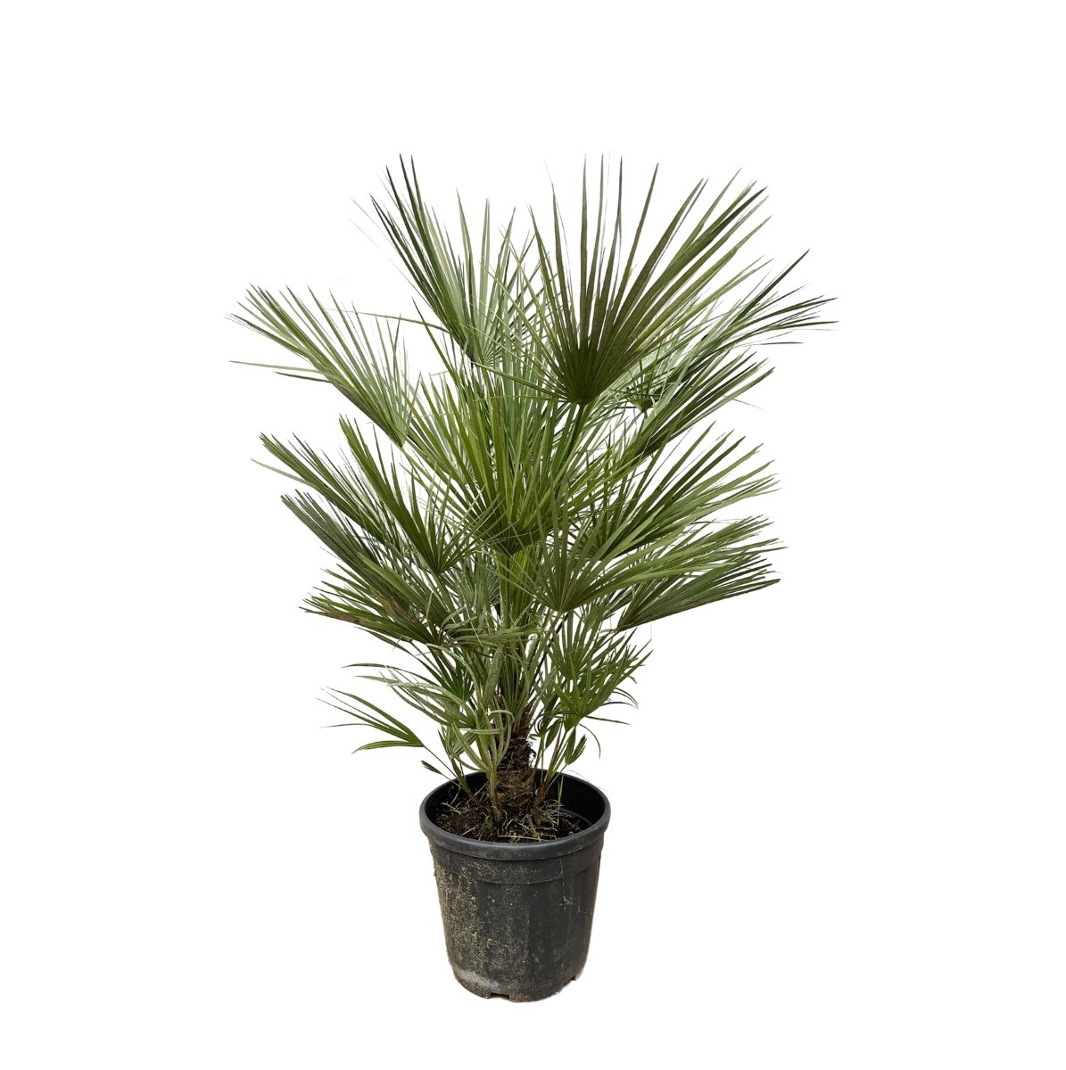 Chamaerops Humilis dwergpalm 100 cm Ø21 cm - Plant - plantenmagie