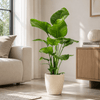 Strelitzia Nicolai met pot Kamerplant – 80 cm – Ø21 cm-Planten-plantenmagie