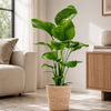 Strelitzia Nicolai met pot Kamerplant – 80 cm – Ø21 cm-Planten-plantenmagie