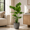Strelitzia Nicolai met pot Kamerplant – 80 cm – Ø21 cm-Planten-plantenmagie