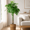 Pachira Aquatica XL met Torun mand Grote Kamerplant – 140 cm – Ø24 cm-Planten-plantenmagie