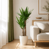 Yucca Elephantipes met witte pot Kamerplant – 90 cm – Ø21 cm-Planten-plantenmagie