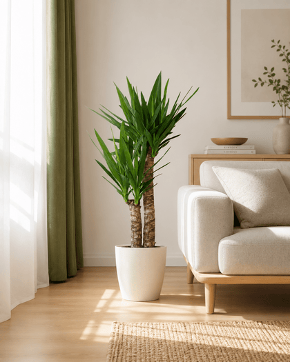 Yucca Elephantipes mit Viber weiß - 90cm - Ø21
