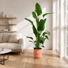 Strelitzia Nicolai inclusief pot Grote Kamerplant – 160 cm – Ø30 cm-Planten-plantenmagie