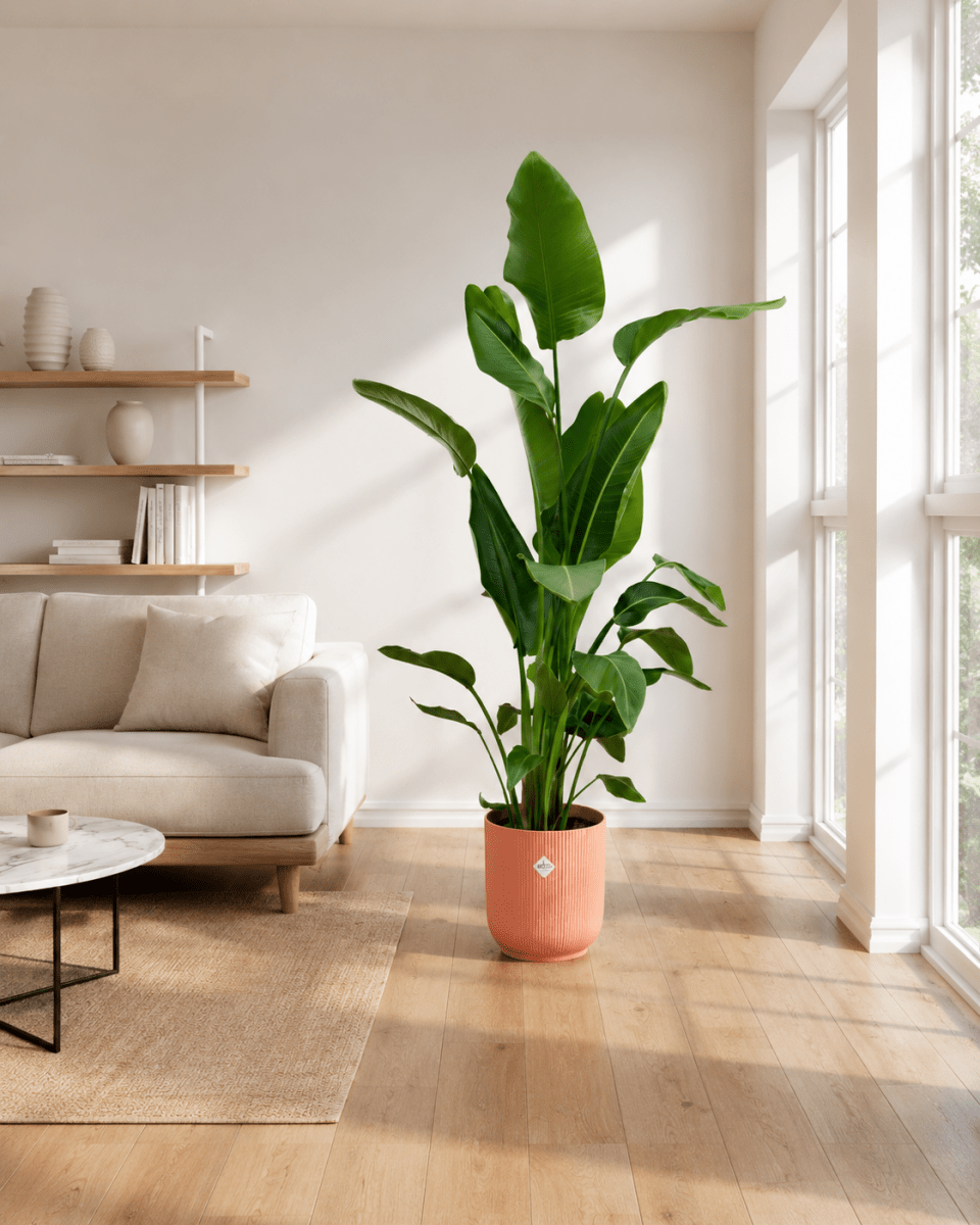 Strelitzia Nicolai inclusief pot Grote Kamerplant – 160 cm – Ø30 cm-Planten-plantenmagie