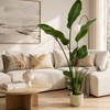 Strelitzia Nicolai inclusief pot Grote Kamerplant – 160 cm – Ø30 cm-Planten-plantenmagie