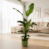 Strelitzia Nicolai inclusief pot Grote Kamerplant – 160 cm – Ø30 cm-Planten-plantenmagie