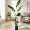 Strelitzia Nicolai inclusief pot Grote Kamerplant – 160 cm – Ø30 cm-Planten-plantenmagie