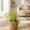 Bonte graslelie met mand Kleine Kamerplant – 20 cm – Ø12 cm-Plant-plantenmagie