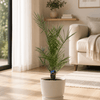 Phoenix Canariensis dadelpalm Kamerplant – 80 cm – Ø14 cm-Plant-plantenmagie