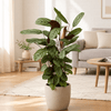 Calathea Oppenheimiana Kamerplant – 100 cm – Ø24 cm-Plant-plantenmagie