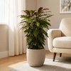 Calathea Rufibarba Kamerplant – 80 cm – Ø27 cm-Plant-plantenmagie