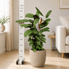 Calathea Oppenheimiana met mand Kamerplant – 100 cm – Ø24 cm-Plant-plantenmagie
