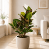 Codiaeum Croton Petra met mand Kamerplant – 80 cm – Ø21 cm-Plant-plantenmagie