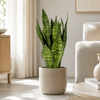 Sansevieria Zeylanica Compacta Kamerplant – 65 cm – Ø17 cm-Plant-plantenmagie