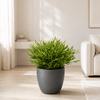 Bamboegras met grijze pot – 20 cm – Ø12 cm-Plant-plantenmagie