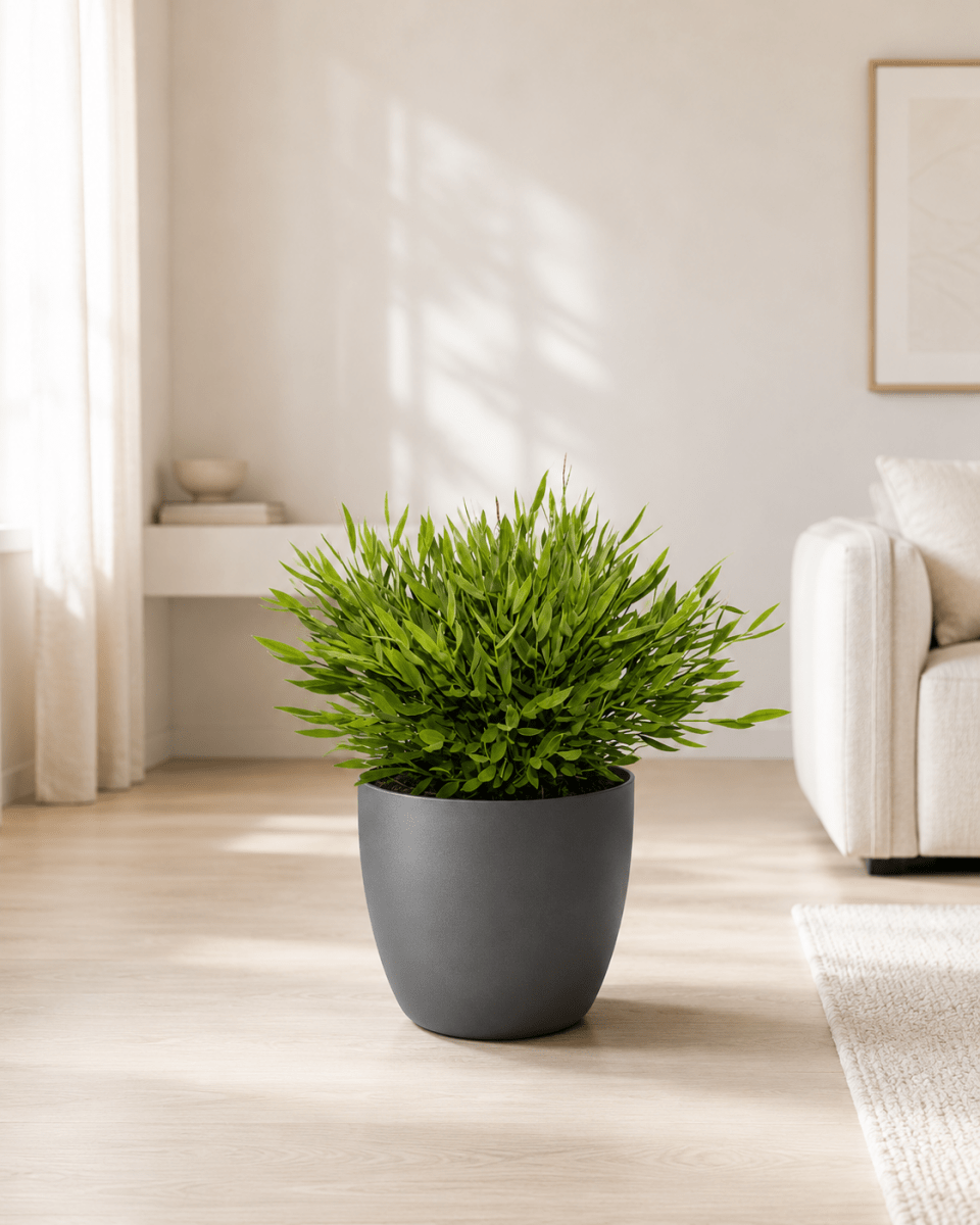 Bamboegras met grijze pot – 20 cm – Ø12 cm-Plant-plantenmagie