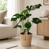 Monstera Deliciosa gatenplant met mand Kamerplant – 55 cm – Ø17 cm-Plant-plantenmagie