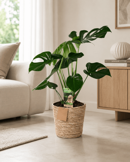 Monstera Deliciosa (Fensterblatt) 50–55 cm mit Korb
