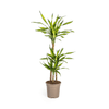 Dracaena Rikki 70–90 cm Ø19 cm - Plant - plantenmagie