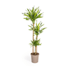 Dracaena Rikki 70–90 cm Ø19 cm - Plant - plantenmagie