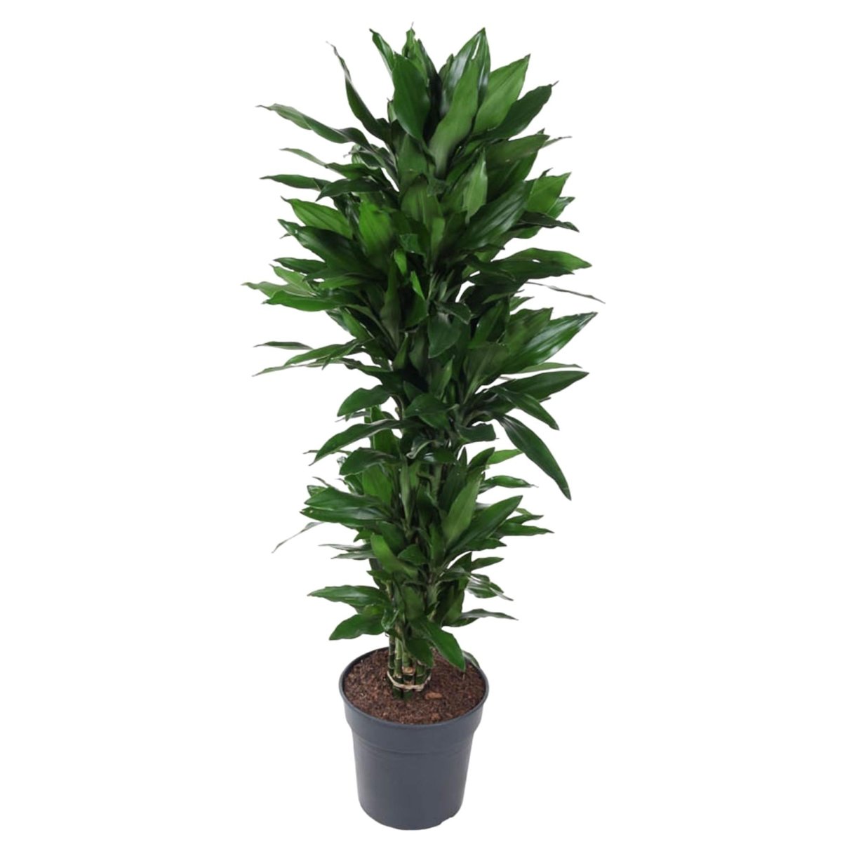 Dracaena Janet Lind vertakt - 110 cm - ø27 - Plant - plantenmagie